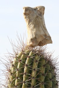 bone on suguaro
