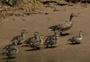 Family of ducks on Colorado... DG Photo
