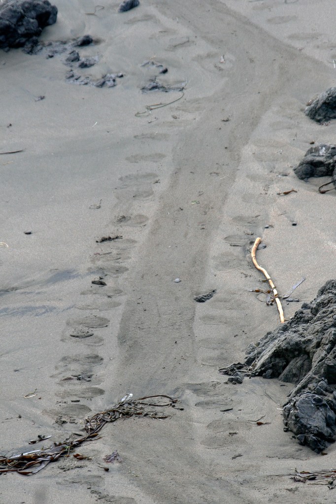 IMG_6061 making tracks