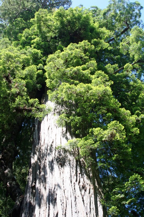 A final view of the 1500 year old rightfully named Big Tree in Prairie Creek Redwoods State Park.