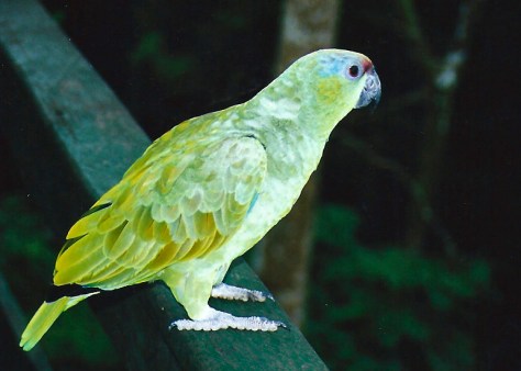 parrot