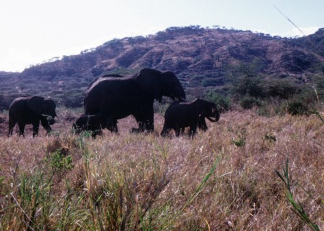 I climbed out of our VW bug to photograph this elephant family in Manyara National Park with my Kodak Instamatic. Ah that I would have had a better camera.