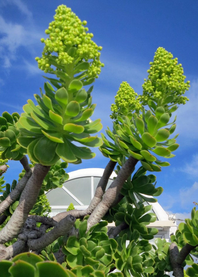 I discovered this colorful plant and couldn't resist taking its picture.