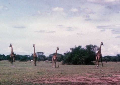 Captured on my inexpensive Kodak Instamatic camera, these giraffes were running away from our VW bug as we chased them across the Serengetti Plains of Tanzania.