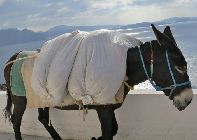 There was no relaxation for this mule. He and his buddies were carrying debris being generated by a construction site down the cliff. These guys literally ran us off the road.