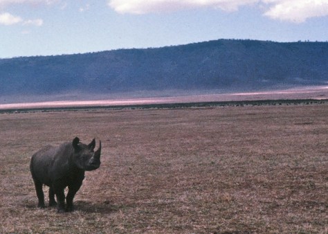 George, the Rhino, stood quietly and watched us in Ngorongoro Crater until I was precariously perched on our landrover to take his photo... The he charged.
