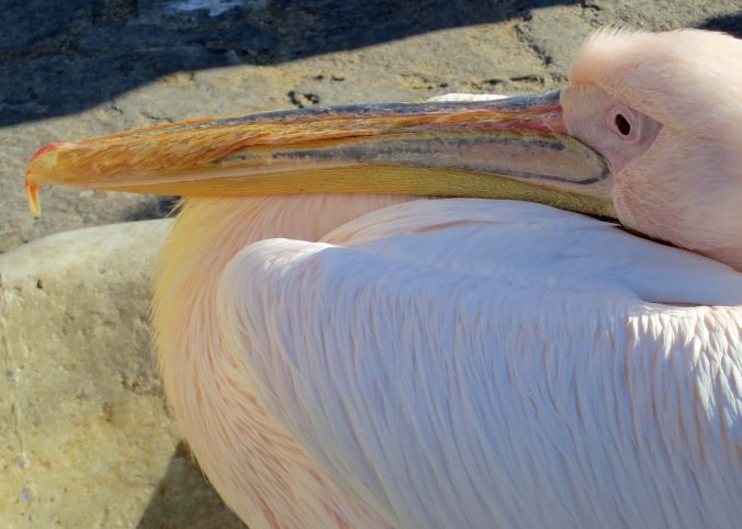 A final cose up of Petros, the White Pelican of Mykonos.