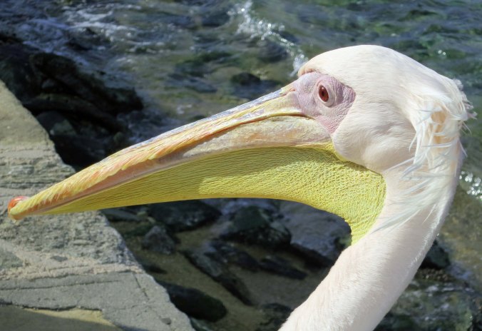 "What a wonderful bird is the pelican, whose beak can hold more than his belly can." Pelicans are my absolute favorite bird and I have never met a more impressive specimen than Petros of Mykonos.