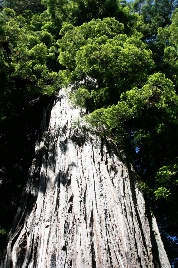 A towering Redwood on the north coast of California.