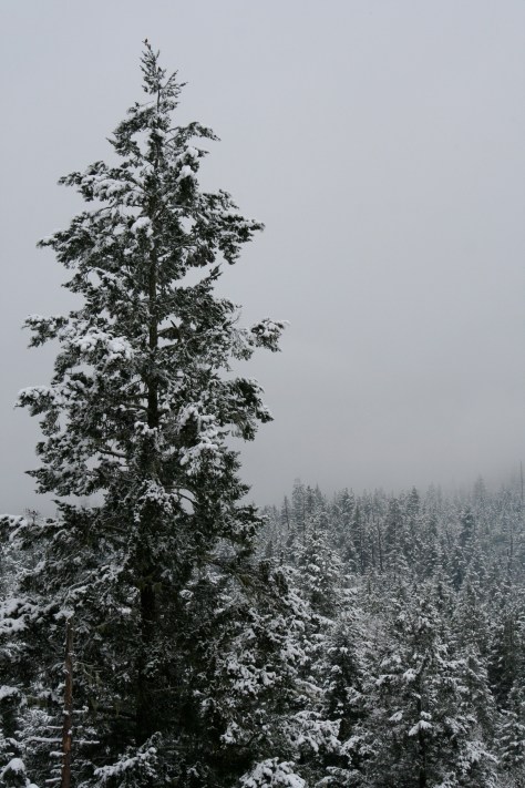 A large Douglas Fir covered with a fresh coating of snow lives in our front yard.