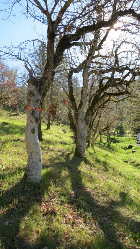 Our back yard this morning.
