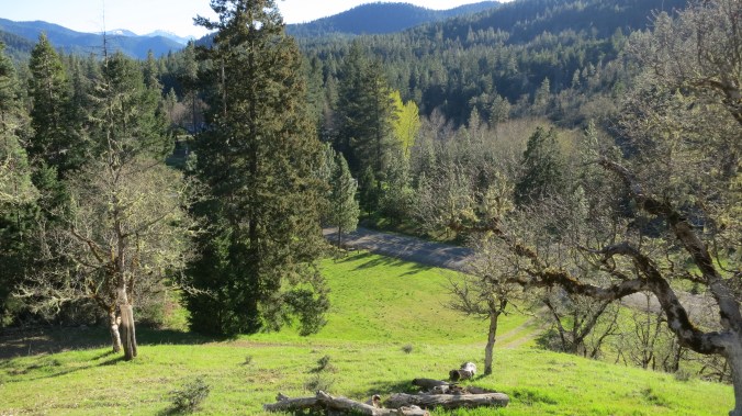 Our front yard this morning on a beautiful spring day.