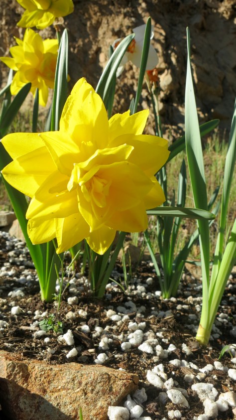 Deer proof daffodil
