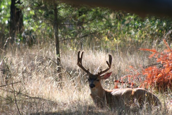 One of the bucks that considers our property part of his territory.  