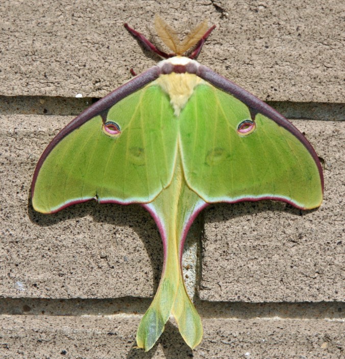 We found this Luna Moth on the Natchez National Parkway.
