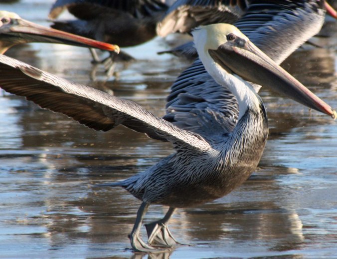 Brown Pelicans are a common visitor at Pt. Reyes National Seashore.