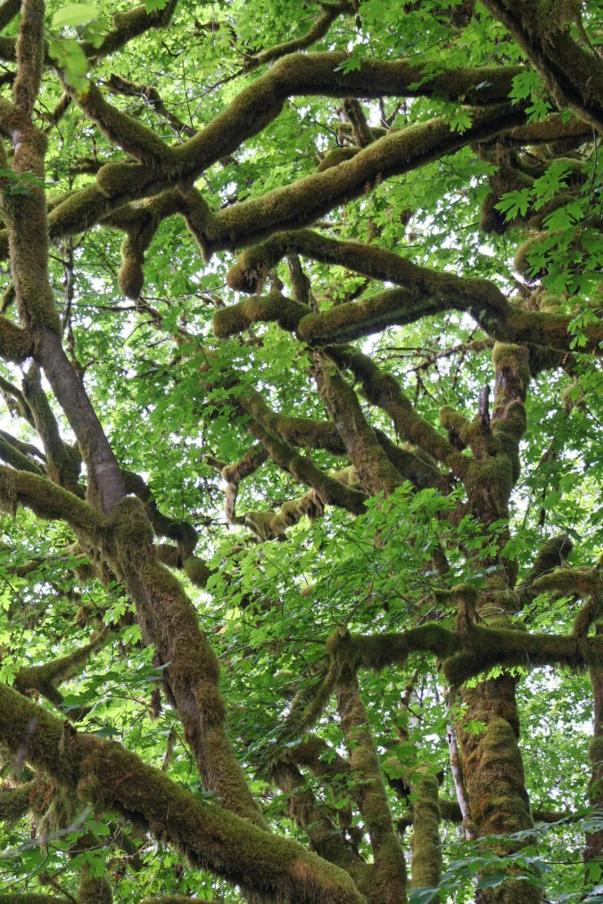 The green of Olympic National Park in Washington.