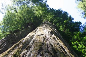 Redwood