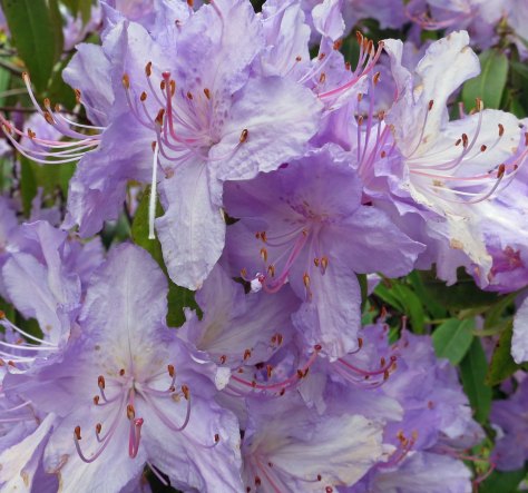 Blue Rhododendrons at Shore Acres State Park, Oregon