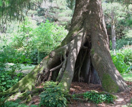 This tree was behind our van in the campground. Peggy loved it. In my last blog I noted you only see tree roots in the tropics. I lied. I could actually walk into the cave created by the roots.