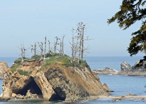 Cormorants nesting on an offshore island in Oregon.