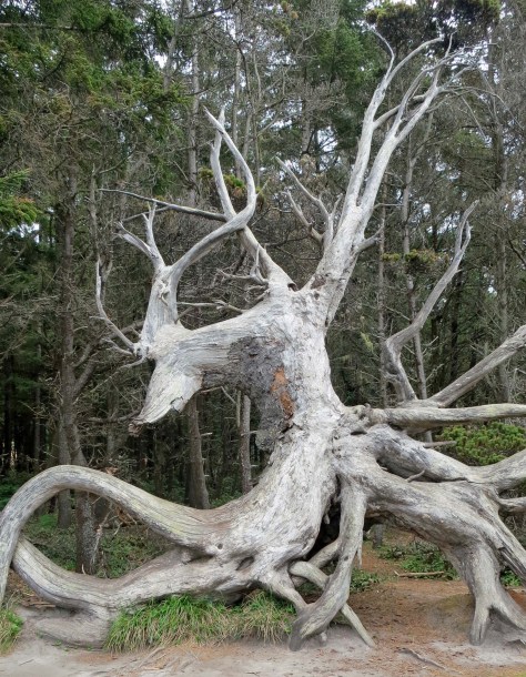Dragon tree roots at Shore Acres State Park on the Oregon Coast.