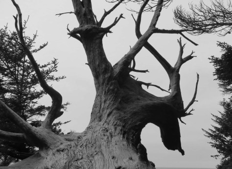 Dragon Tree on Oregon Coast
