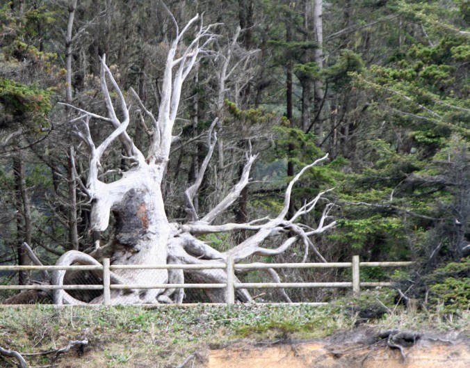 Tree root sculpture on Oregon Coast