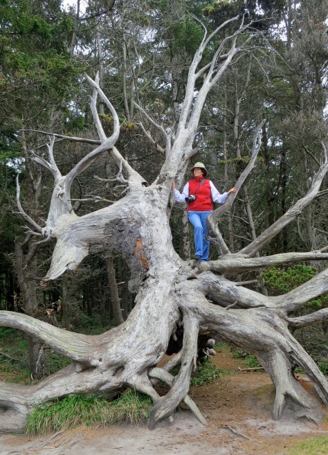 Dragon Tree at Shore Acres State Park, Oregon