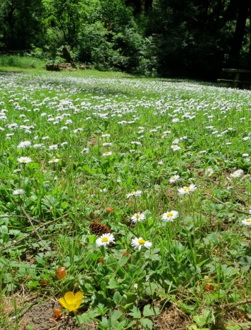 Flower covered meadow at Sunset Bay State Park, Oregon