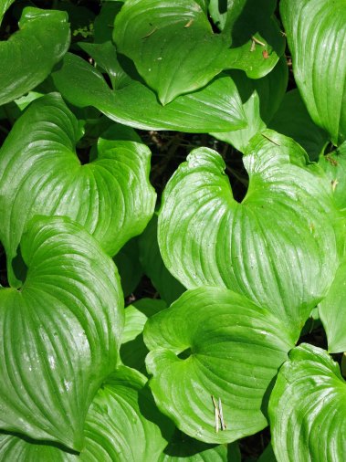 Arago State Park Oregon