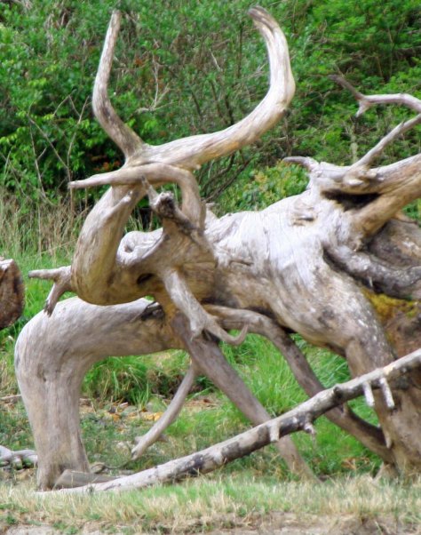 Tree roots at Sunset Beach State Park in Oregon