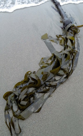 Kelp on shore at Sunset Bay State Park near Coos Bay, Oregon