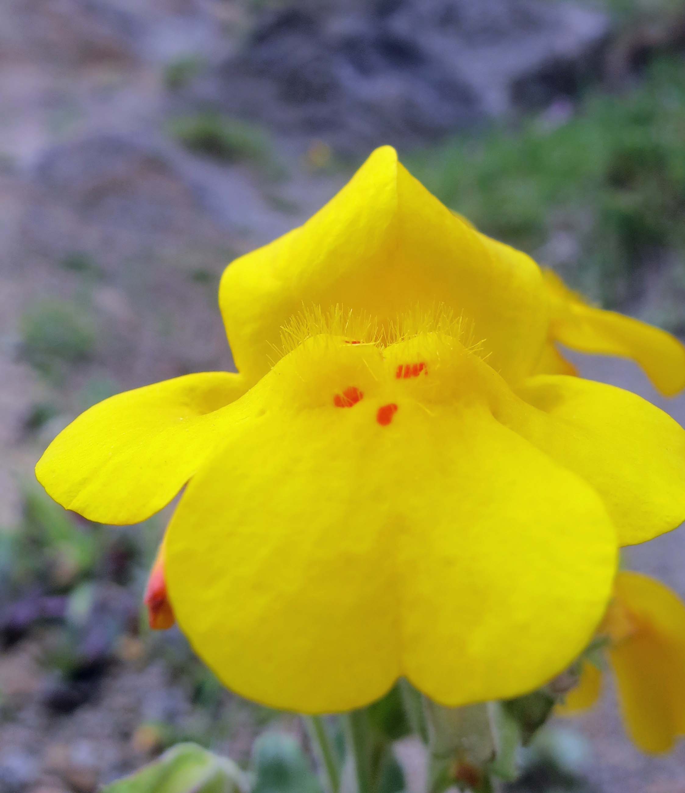 Monkey Flower on Oregon Coast