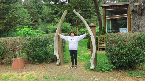 These lower jawbones of a juvenile Humpback Whale were on display at Sunset Bay Campground. Peggy provides a perspective on their size.