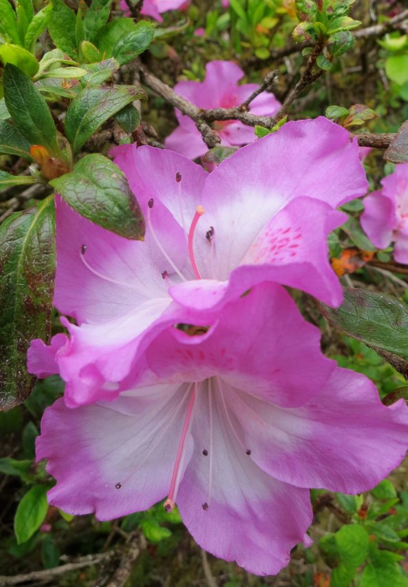 Shore Acres Botanical Garden, Coos Bay, Oregon
