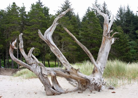 Tree roots on Oregon Coast.