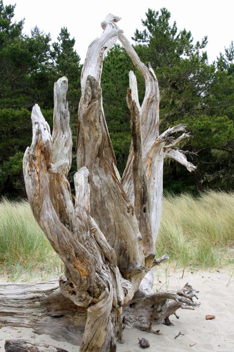 These are the same roots seen above but from a different perspective. Note the tree trunk heading off to the right.