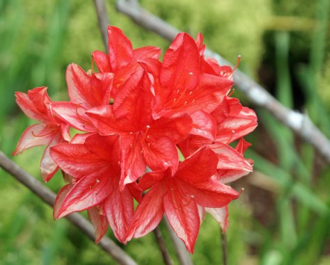 A bouquet of red. (Photo by Peggy Mekemson)
