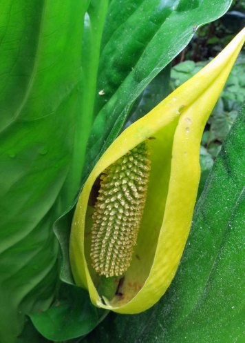 Skunk Cabbage flower on the Oregon Coast.