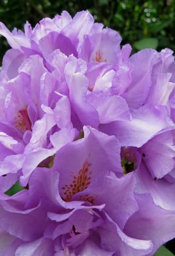 Violet Rhododendrons at Shore Acres State Park in Oregon.