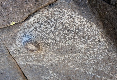 Possible bird head petroglyph at the Three Rivers Petroglyph site.
