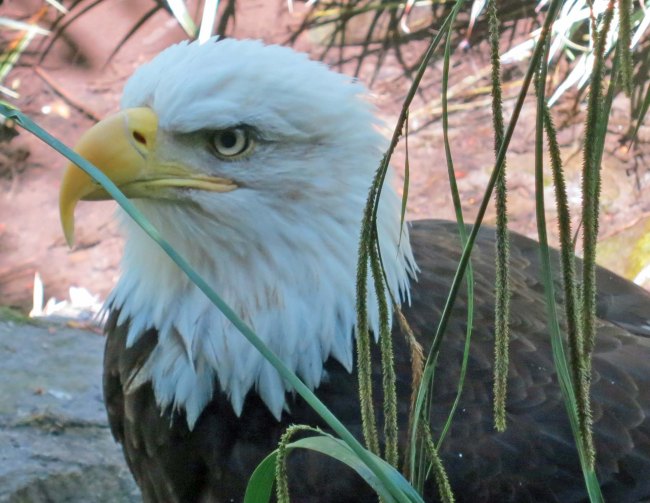 Close up of Bald Eagle