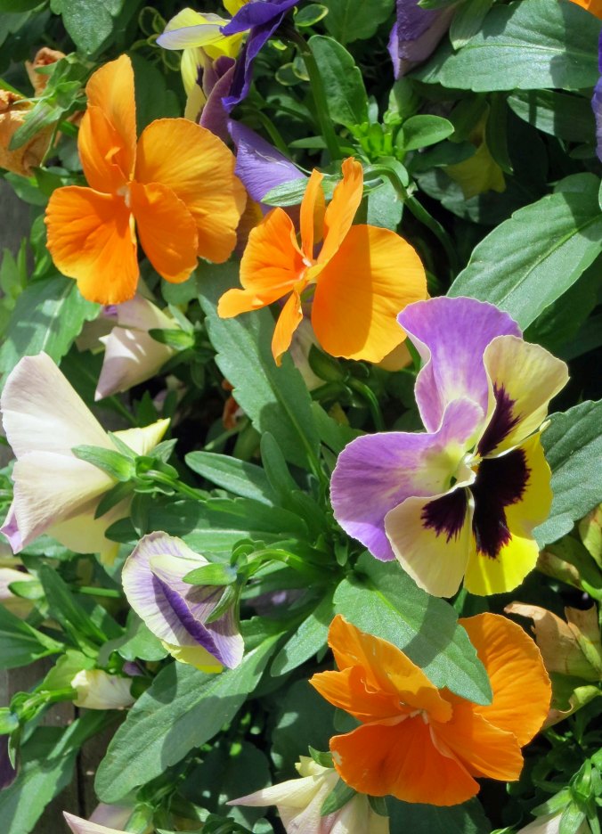 Peggy and I were immediately impressed with the flower boxes and baskets lining the streets of Jacksonville. Flowers are changed regularly to reflect what is in season. All maintenance is done by volunteers.