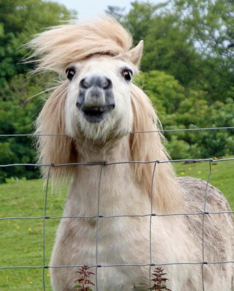 The Spanish introduced the modern horse into North America six centuries ago, an act which had a major impact on the culture of Native Americans. I've been waiting for six months to reintroduce this Scotland pony into my blog. 