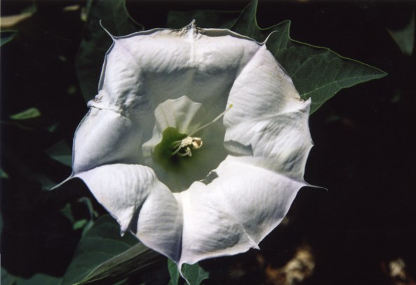 Datura, also known as Jimsyn Weed.
