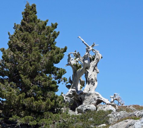 Juniper snag in Northern Sierra Nevada Mountains of California.