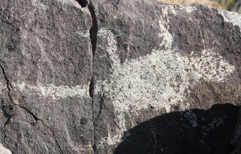 Petroglyph lizard at Three Rivers Petroglyph site in southern New Mexico