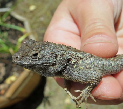 Lizards are considered much more benign than snakes, spiders and scorpions. For example, my eight year old grandson Ethan caught several during his recent visit.