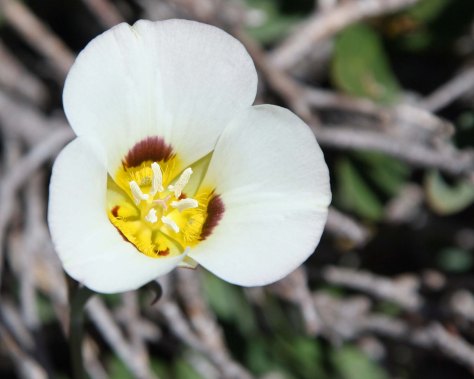 Mariposa Lilies are a common flower of the Sierra Nevada Mountains. Both Native Americans and early pioneers considered their bulbs as food.